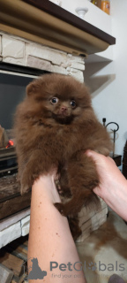 Photo №2 to announcement № 77863 for the sale of pomeranian - buy in Czech Republic breeder