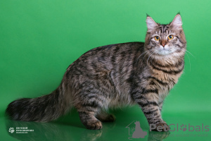 Photo №2 to announcement № 67447 for the sale of siberian cat - buy in Russian Federation from nursery