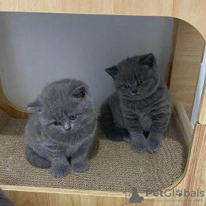 Photo №1. british shorthair - for sale in the city of Salvador | negotiated | Announcement № 114796