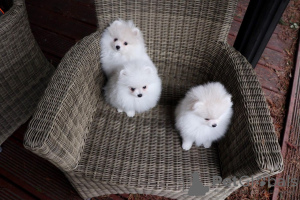 Photo №3. Cute Pomeranian puppies for free adoption. Germany