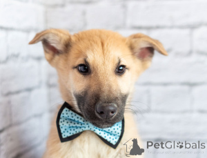 Photo №1. non-pedigree dogs - for sale in the city of Moscow river | Is free | Announcement № 163155