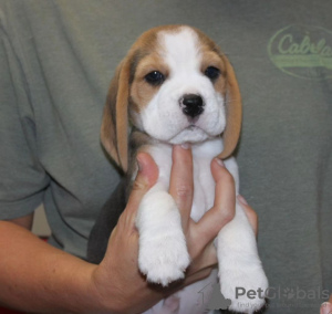 Photo №2 to announcement № 120606 for the sale of beagle - buy in Germany private announcement