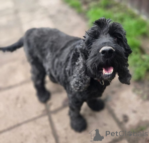 Photo №1. english cocker spaniel - for sale in the city of Moscow river | Is free | Announcement № 160705