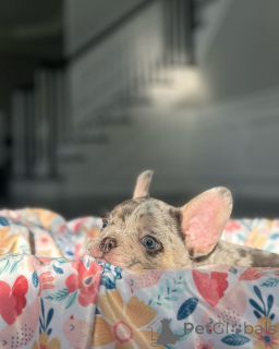 Photo №3. French Bulldogs puppy for adoption. Germany