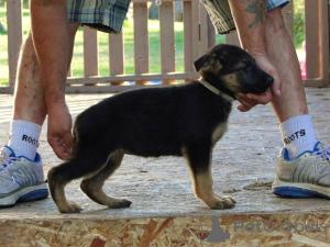 Photo №3. German Shepherd Puppies . United Kingdom