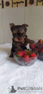 Photo №2 to announcement № 46212 for the sale of yorkshire terrier - buy in Turkey breeder