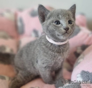 Photo №1. russian blue - for sale in the city of Амстердам | negotiated | Announcement № 75596
