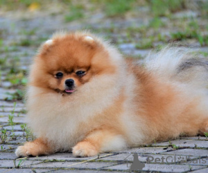 Photo №2 to announcement № 112145 for the sale of pomeranian - buy in Romania private announcement