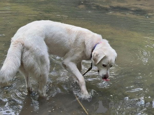 Photo №1. non-pedigree dogs - for sale in the city of Moskova | Is free | Announcement № 170554