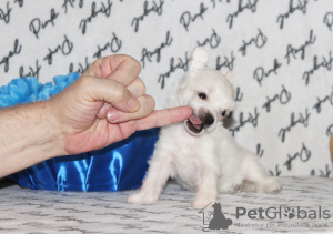 Photo №3. chinese crested dog puppies. Russian Federation