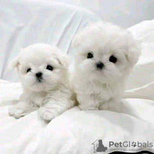 Photo №1. maltese dog - for sale in the city of Бернау | 200$ | Announcement № 129856