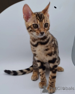 Photo №1. bengal cat - for sale in the city of Berlin | negotiated | Announcement № 135137