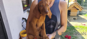 Photo №1. vizsla - for sale in the city of Bachka-Palanka | negotiated | Announcement № 147541