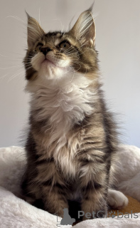 Photo №2 to announcement № 164569 for the sale of maine coon - buy in Monaco breeder