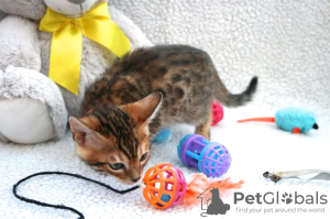 Photo №4. I will sell bengal cat in the city of Утрехт. private announcement - price - 370$