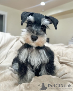 Photo №4. I will sell schnauzer in the city of Шуя. breeder - price - 500$