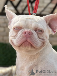 Photo №1. french bulldog - for sale in the city of Belgrade | negotiated | Announcement № 107775
