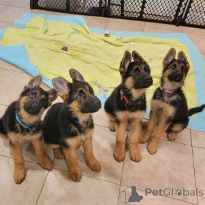 Photo №1. german shepherd - for sale in the city of Brutten | negotiated | Announcement № 158366