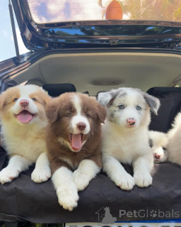 Photo №1. border collie - for sale in the city of Berlin | negotiated | Announcement № 159497