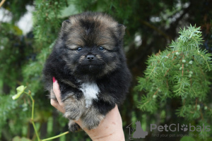 Additional photos: Pomeranian puppies