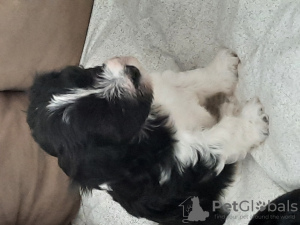 Photo №2 to announcement № 10522 for the sale of havanese dog - buy in Montenegro private announcement