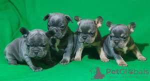 Photo №1. french bulldog - for sale in the city of Duisburg | 475$ | Announcement № 41586