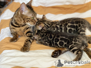 Additional photos: Urgently selling cute bengal kittens