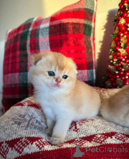 Photo №3.  My adorable kittens are here! Theyre full of playful energy and endless. France