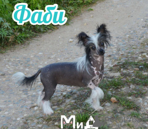 Photo №2 to announcement № 105206 for the sale of chinese crested dog - buy in Germany breeder