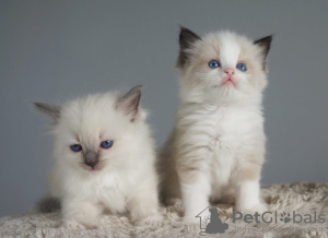 Photo №1. ragdoll - for sale in the city of Bern | negotiated | Announcement № 120128