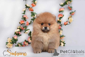 Photo №3. Pomeranian puppies, excellent, purebred. Serbia