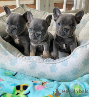 Photo №1. french bulldog - for sale in the city of Norovshchina | 296$ | Announcement № 72308
