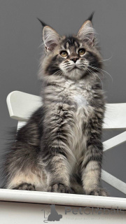 Photo №3. Mainecoon. Denmark