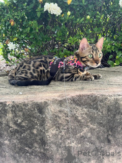 Photo №1. bengal cat - for sale in the city of Dietikon | 706$ | Announcement № 152635