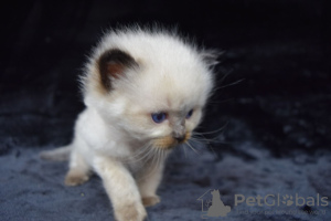 Photo №4. I will sell ragdoll in the city of Berlin. private announcement, breeder - price - 370$