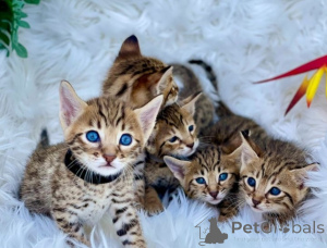 Photo №2 to announcement № 174862 for the sale of sphynx cat - buy in Cyprus 
