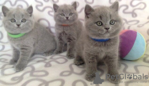 Photo №1. british shorthair - for sale in the city of Антверпен | negotiated | Announcement № 75556