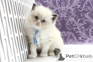 Photo №1. ragdoll - for sale in the city of Berlin | 310$ | Announcement № 170238