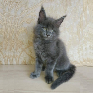 Photo №1. maine coon - for sale in the city of Kursk | 713$ | Announcement № 3656