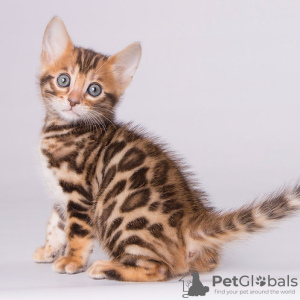 Photo №1. bengal cat - for sale in the city of Wiesbaden | 264$ | Announcement № 120773