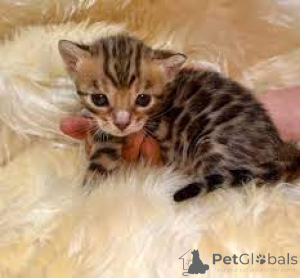 Photo №2 to announcement № 136529 for the sale of bengal cat - buy in Austria private announcement