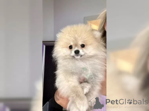 Photo №3. Sweet Pomeranian Zwergspitz puppies. Germany