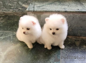 Photo №3. TEENY POMERANIAN. Croatia