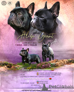 Photo №2 to announcement № 6112 for the sale of french bulldog - buy in Belarus from nursery
