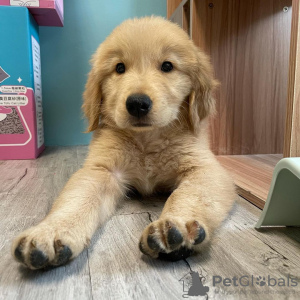 Photo №3. Labrador retriever. Germany