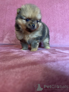 Photo №2 to announcement № 41449 for the sale of pomeranian - buy in Germany from nursery, breeder