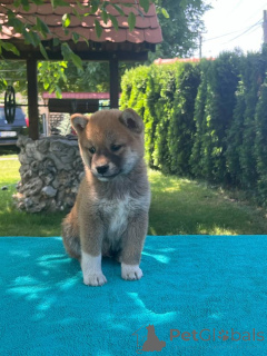 Photo №3. Shiba-Inu puppy. Serbia