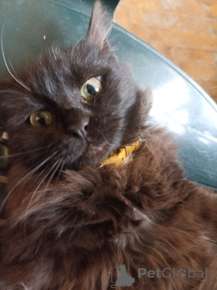 Photo №2 to announcement № 166408 for the sale of bombay cat - buy in Georgia private announcement