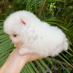 Photo №4. I will sell german spitz in the city of Bonndorf. private announcement - price - negotiated