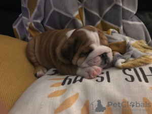 Photo №4. I will sell english bulldog in the city of Berlin. private announcement, from nursery - price - 370$